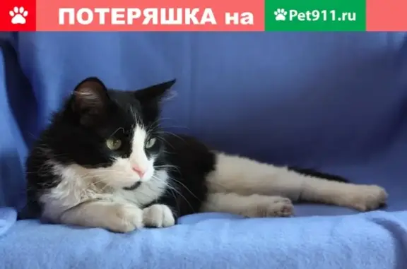 Пропала кошка Кот Феликс, глаза разного цвета. Пушкинский городской округ, Водопроводчик-3.