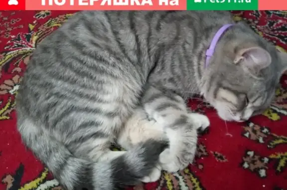 Пропал кот Тима в Полысаево, Кагиз, Кемеровская обл.