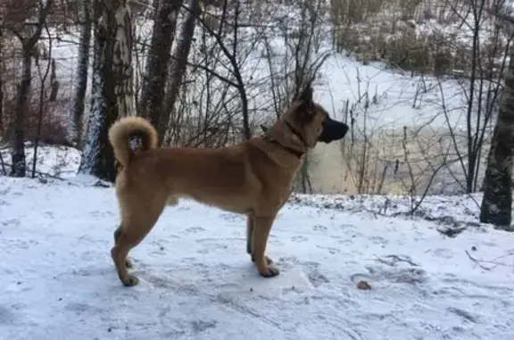 Пропала собака Бруно в Лианозовском питомнике, Москва.