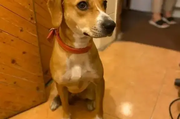 Найденные животные Ростов-на-Дону, фото: Найдена собака на пл. Ленина, Ростов-на-Дону