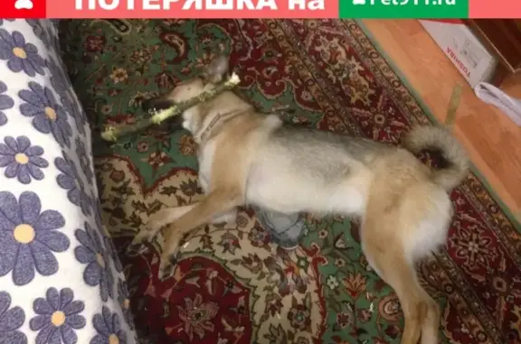 Пропала собака метис лайки в деревне Шапилово, Московская область