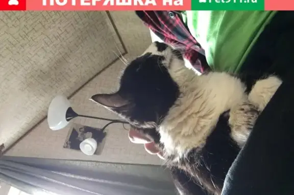 Найдена кошка в Касимово, Ленобласть