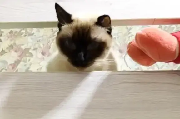 Потерянные животные Ростов-на-Дону, фото: Пропала кошка Тайская на 31-й линии, Ростов-на-Дону