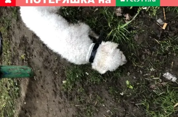 Найдена белая собака в Щелково, ищем хозяина
