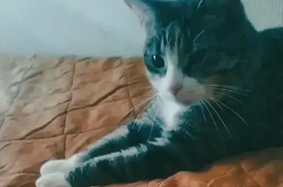 Кошки потеряшки, Санкт-Петербург, фото: Потеряшка кошка Дуся на Гусарской улице, СПб