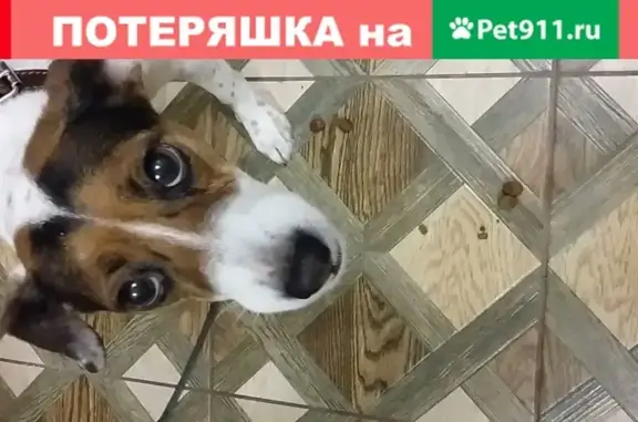 Пропала собака Жуля на ул. 2-я Прокопьевская с красной шлейкой