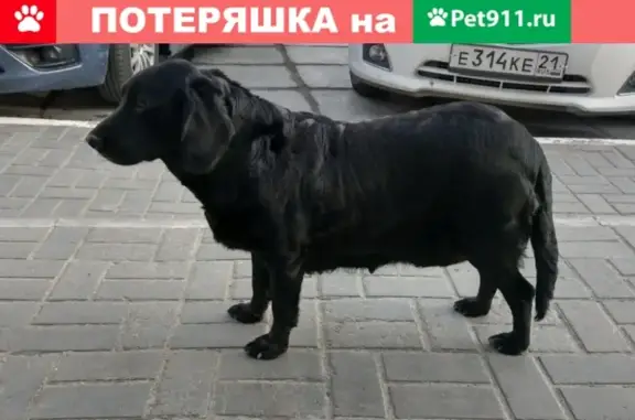 Найдена породистая собака возле ТЦ «Питер» (ул. Университетская 32) в Чебоксарах.