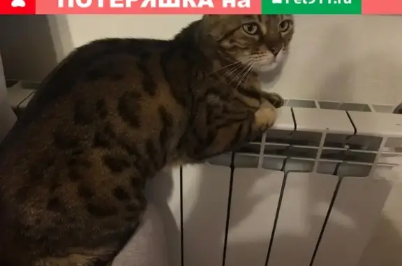 Пропала бенгальская кошка в Самаре, ул. Академика Кузнецова