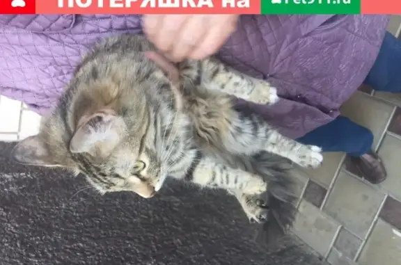 Найдена кошка на улице Рахманинова, Краснодар