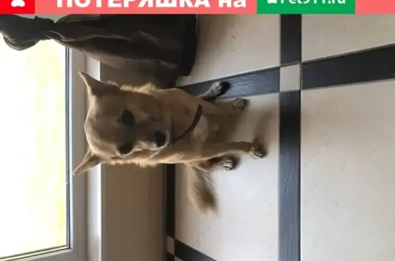 Найдена собака на Крымской улице, Геленджик
