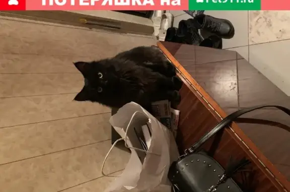 Пропал кот Вася в Тольятти на Туполева 2