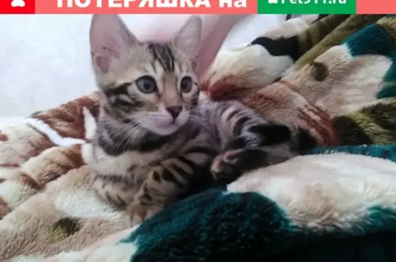 Пропал бенгальский кот в Н. Новгороде на Пролетарской ул.