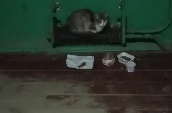 Найдена кошка на ул. Кольцевая (Н.Новгород)