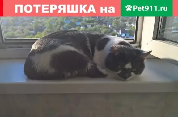 Пропал кот в Челябинске, вознаграждение - 3000р