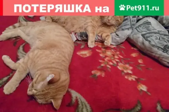 Пропала кошка в Прокопьевске: адрес - пр-т Ленина, 23А