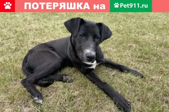 Найдена чёрная собака-девочка в Сосенках