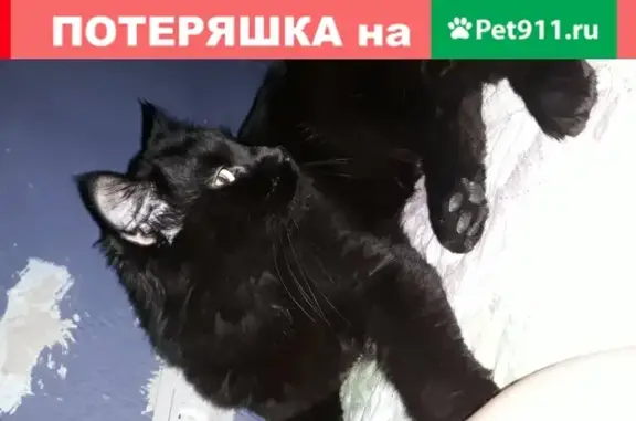 Пропала кошка на ул. Коммунаров 16 в Краснодаре