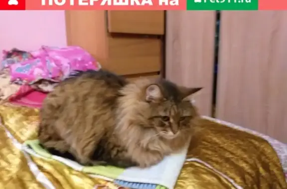 Пропала кошка на Михалковской 6, Москва