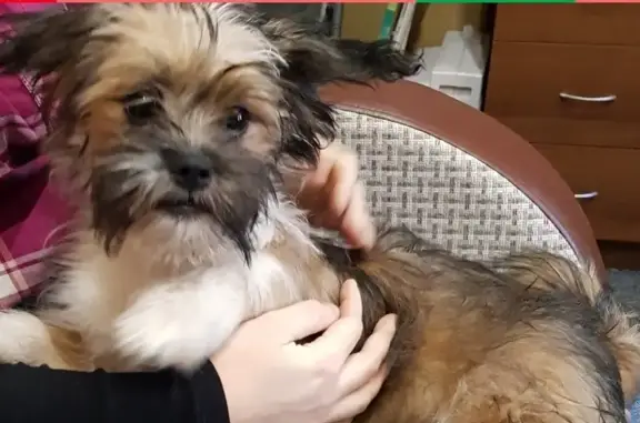 Собаки потеряшки, Екатеринбург, фото: Потеряшка собака на Уралмаше, ищем!