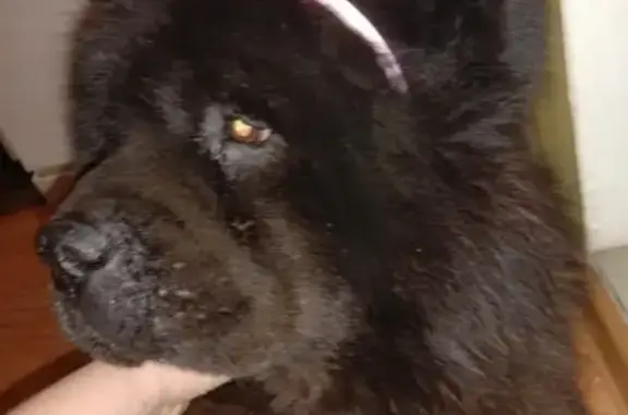 Пропала собака в поселке Дубовая Роща