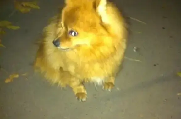Пропала собака Чика на ул. Вавилова, Москва