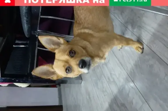 Найдена рыжая собака на ул. Косарева, 27