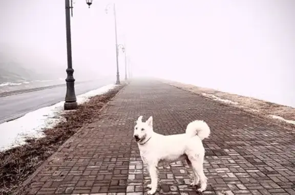 Пропала белая стриженая собака в Казани на Химической улице