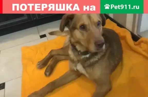 Найден пёс в деревне Яркино, Московская область
