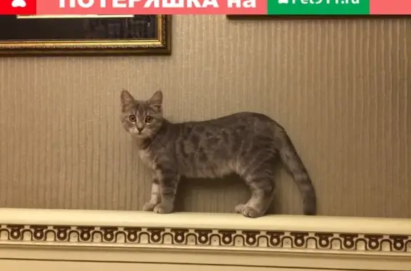 Кошки потеряшки, Октябрьский, фото: Потеряшка кошка Фара в садовом товариществе Луна.