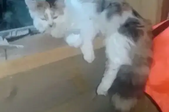 Кошки потеряшки, Санкт-Петербург, фото: Потеряшка кошка на Северном проспекте, 2 года, бело-рыжая.