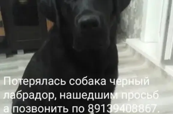 Пропала собака Лабрадор Тера в Татарске, Новосибирская область