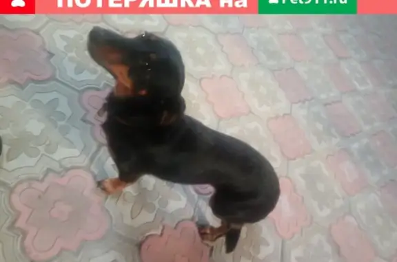 Найдена собака, Пермь, фото: Собака Такса на Красноборской в Перми