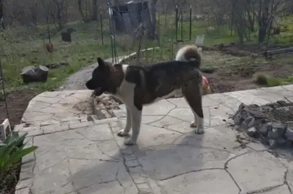Найден пёс породы Акита на СНТ Кировец в Волгограде