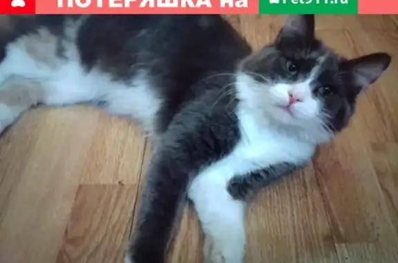 Пропала 3х цветная кошка в Москве, ул. Ген. Рычагова 20