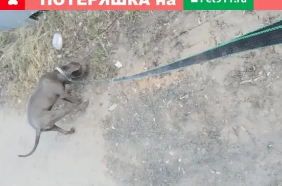 Найдена собака на 1-й Владимирской в Казани