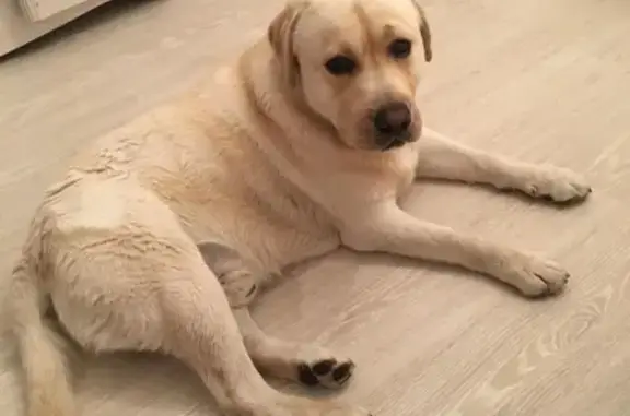 Найдена собака в лесу Новой Трехгорки с чипом и крышкой от адресной капсулы