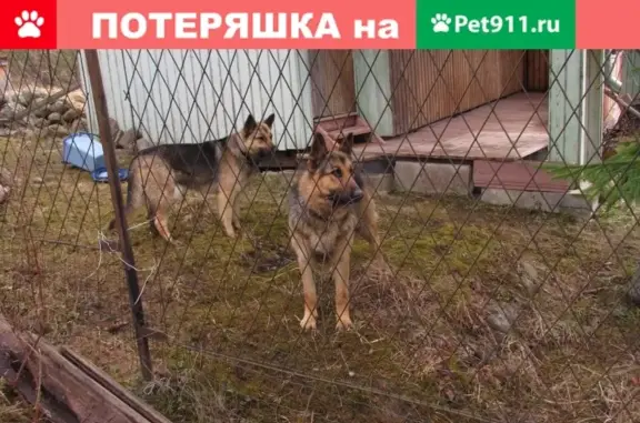 Найдена собака в дер. Маслово, Всеволожский район С-Пб
