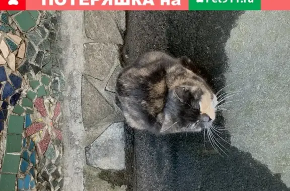 Найдена ласковая беременная кошка на ул. Чайковского, СПб