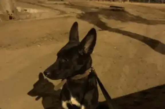 Собака с поводком и ошейником найдена в Чите