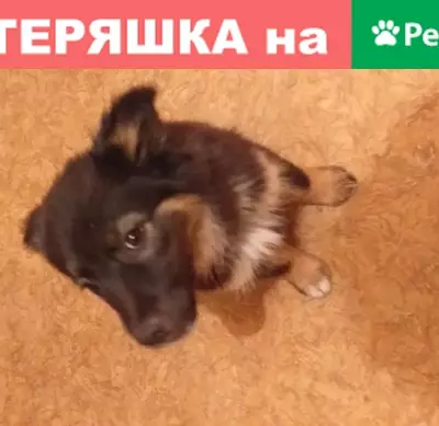 Найден щенок на ул. Максаковой, р-н Михайловского, Астрахань