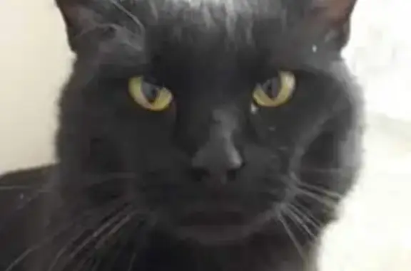 Кошки потеряшки, Казань, фото: Потеряшка кот Баюн в Казани, ул. Маршала Чуйкова, 62