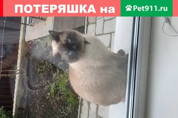 Найдена кошка в СНТ Здоровье, Красногорск, Московская область