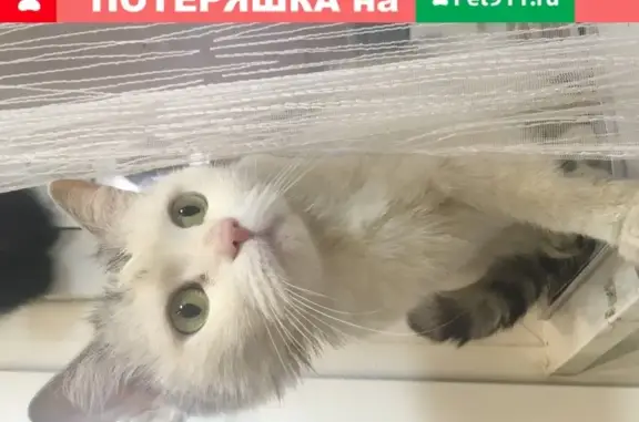 Найдена кошка на Ulitsa Permyakova