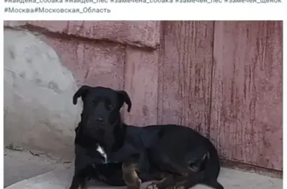 Добрый пес найден в Купавне