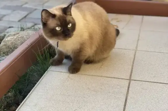 Найден кот с ошейником в Красногорске