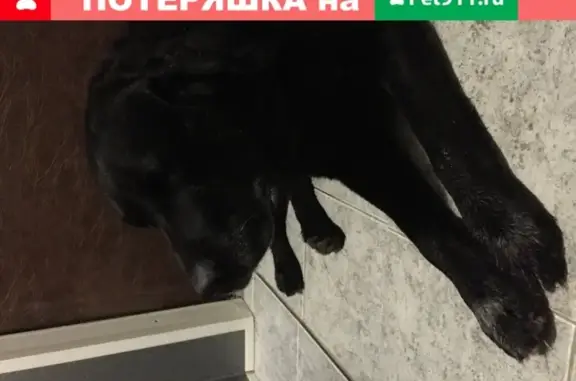 Найден чёрный лабрадор на Ленинском пр-те, Воронеж