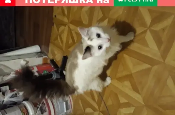 Найдена домашняя кошка на Карагандинской, 6