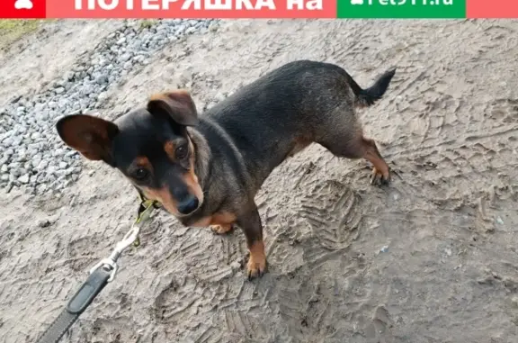 Найдена собака в Покизен-Пурской, ищу хозяина.