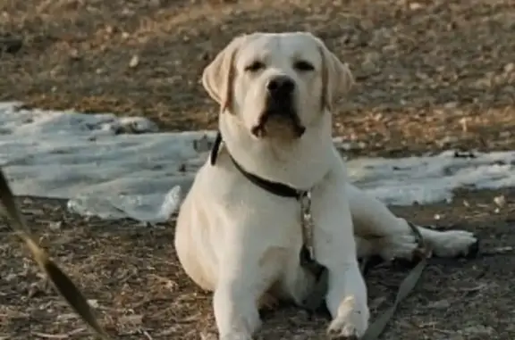Собаки потеряшки, Омск, фото: Потеряшка собака Лабрадор 