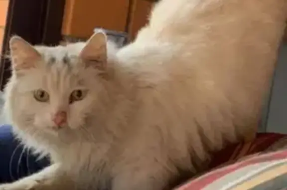 Найдена белая кошка в Рекинцо, Солнечногорск (контакты внутри)